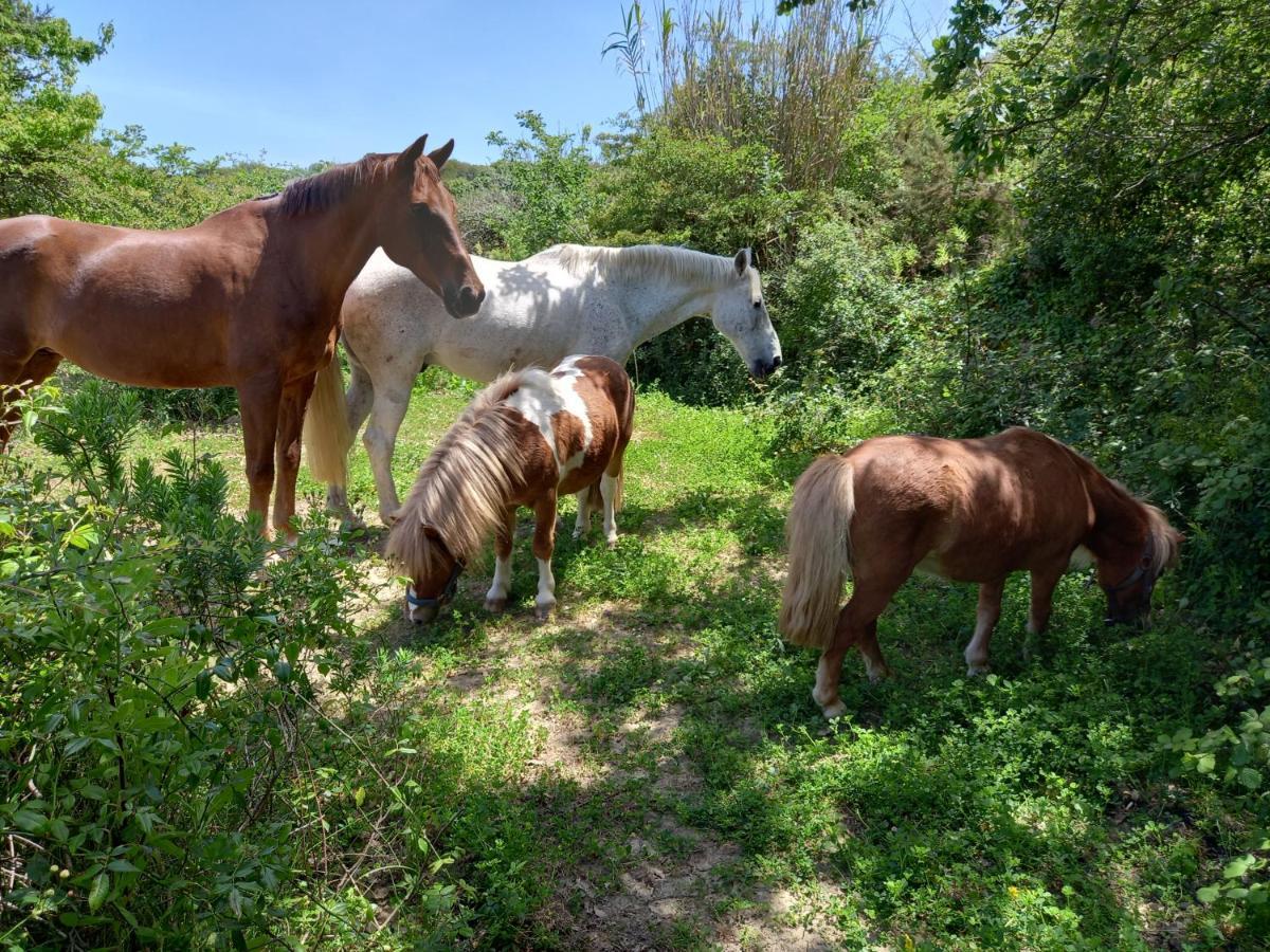 Casinha Da Lareira - Quintinha Dos Cavalos- Arruda Dos Vinhos Exterior photo